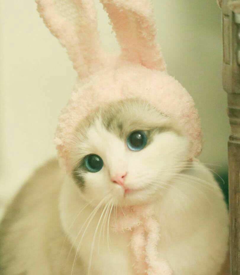 گربه ای با کلاه خرگوشی